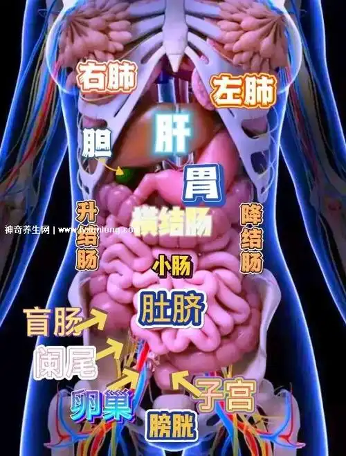 人体结构图五脏六腑肾的位置图