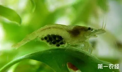 黑壳虾怎么繁殖?