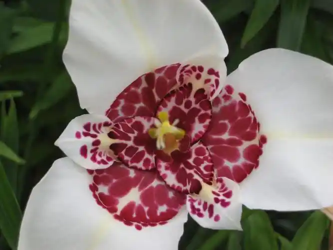 p>虎皮花属(学名: i>tigridia juss.