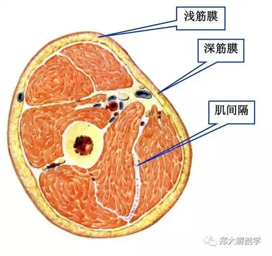 【筋膜系列】大隐静脉周围浅筋膜的潜在功能