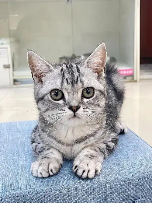 美国佬我熟帅气冷酷的美短虎斑美短猫