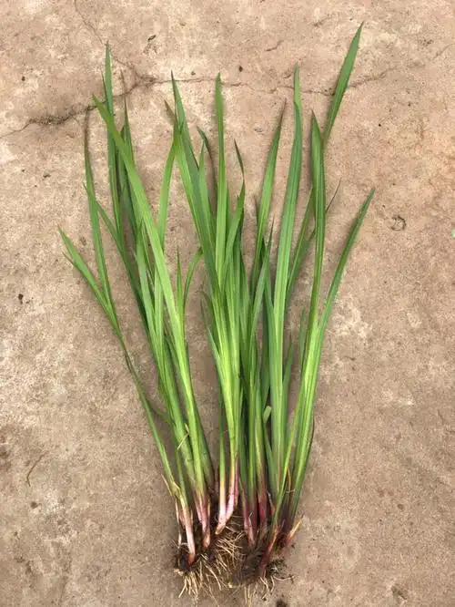 水菖蒲和石菖蒲的区别(水菖蒲和石菖蒲的区别图解)