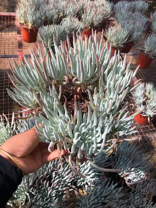 仙女爱杜丽丝大老多肉花卉绿植植物办公多肉植物