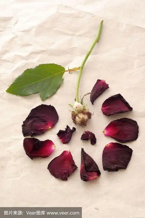 红玫瑰,干花瓣散布在他的花萼周围