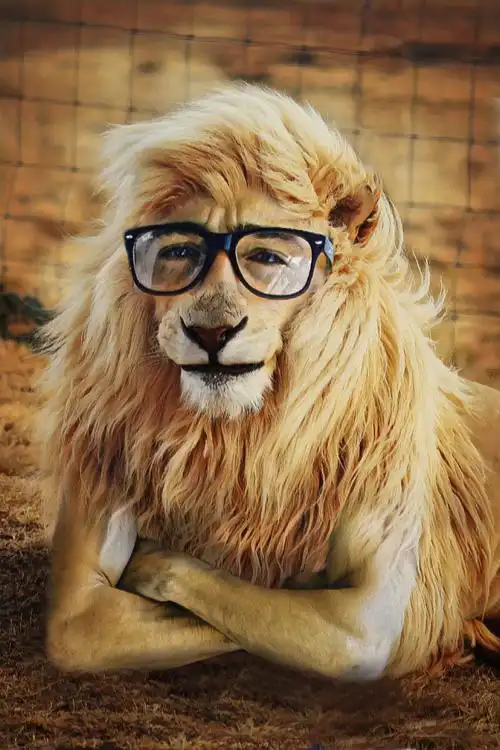 包宠物摄影圈子宠物摄影交流学习人头哺乳动物动物狮子动物园捕食者卷