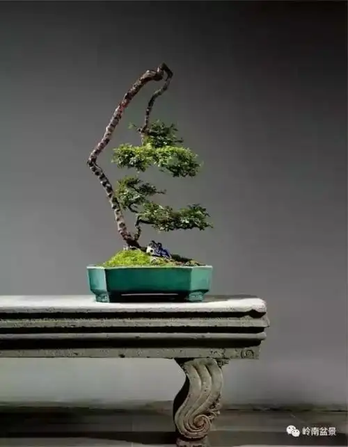 一组雀梅盆景佳作欣赏,笑傲江湖,峰回路转,梅林春色