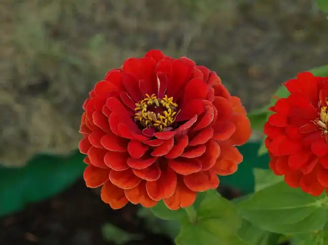 五颜六色的百日草图片第16张