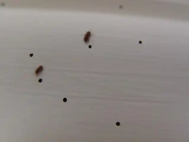 宠物狗跳蚤长什么样