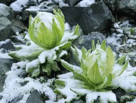 玉树州可可西里野生植物雪莲