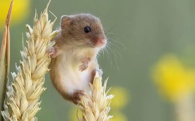 小小老鼠,勇敢长大.