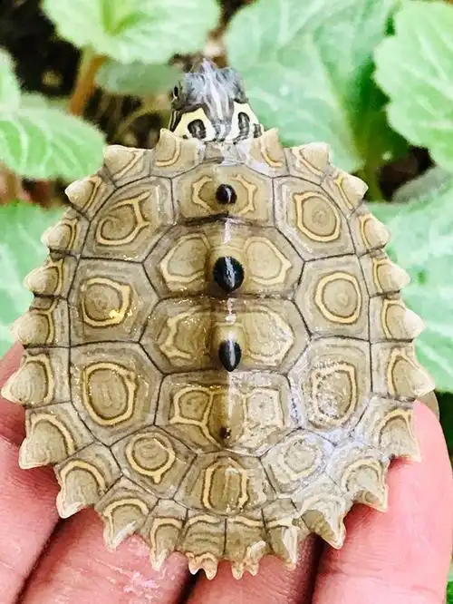 地图龟吃什么食物?地图龟挑食吗?