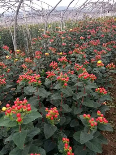 斗南进口火龙珠 昆明斗南基地 火龙珠 红豆 配花 配果 量大优惠进口