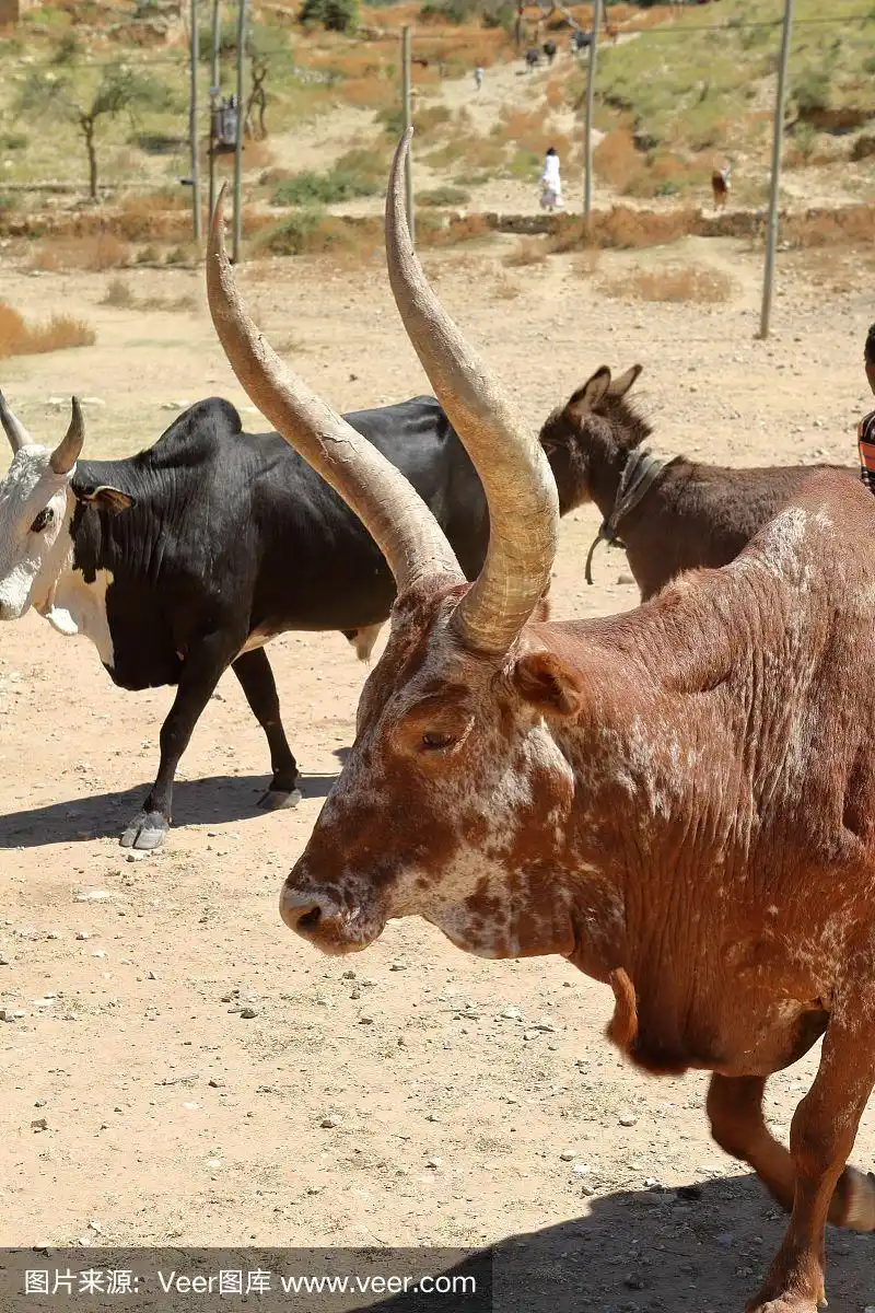 埃塞俄比亚有长角的公牛