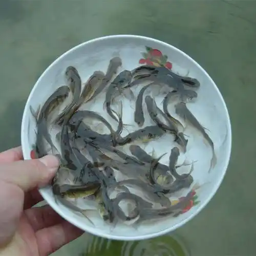 热带观赏金鱼冷水清道夫鱼活体清洁垃圾鱼工具鱼金苔老鼠女王鱼