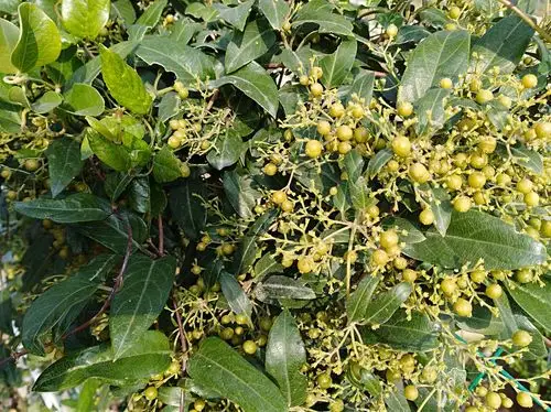 路遇野藤累累果实