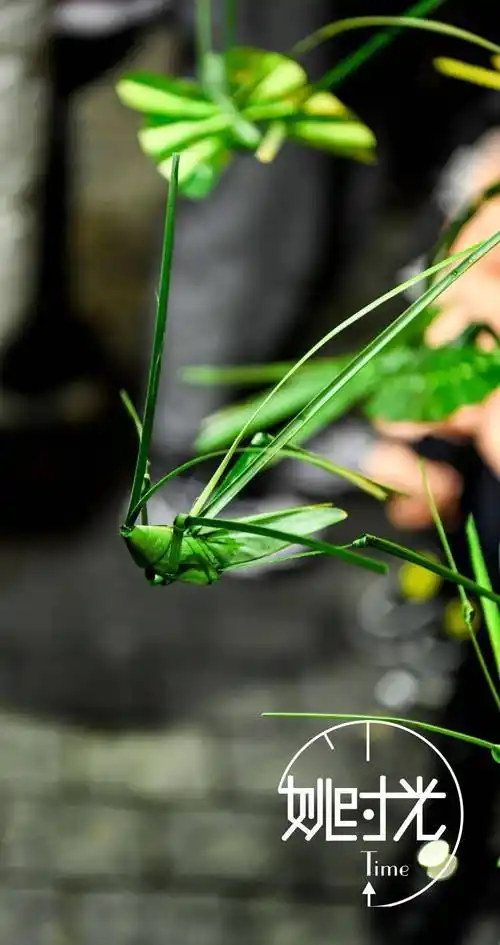 棕榈编棕编是汉族传统手工技艺之一,以棕榈嫩叶为原料,通常以一根叶茎