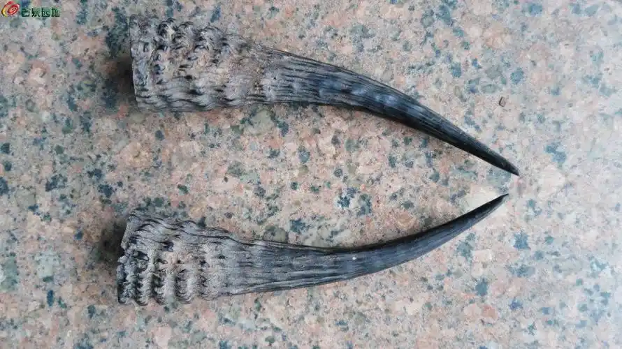 包浆漂亮的老山羊角一对