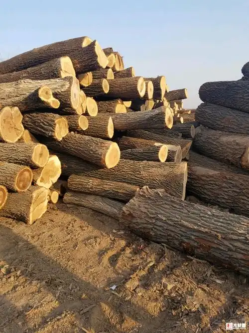 出售:榆木,槐木.