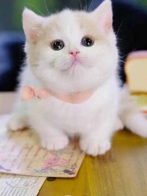 精品乳白净梵曼基康矮脚猫曼赤肯短腿猫