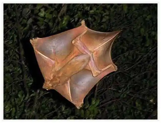 小伙在树林里抓到一只超大蝙蝠行家泼他冷水这是猴子