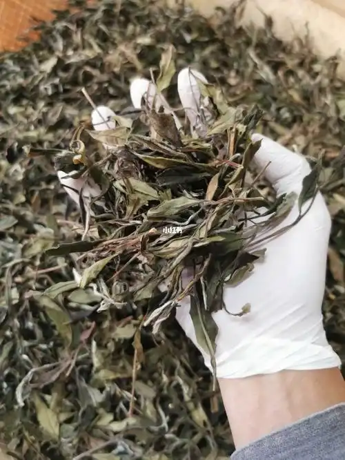 拿出了正宗的荒山野茶也没人识趣