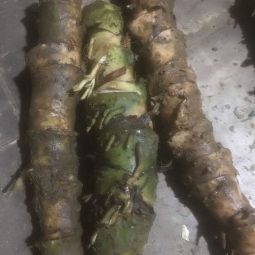 新鲜2500克刺簕菇野生草药水刺芋簕茨茹刺芋