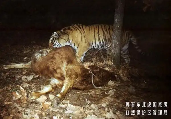 野生东北虎食牛全过程