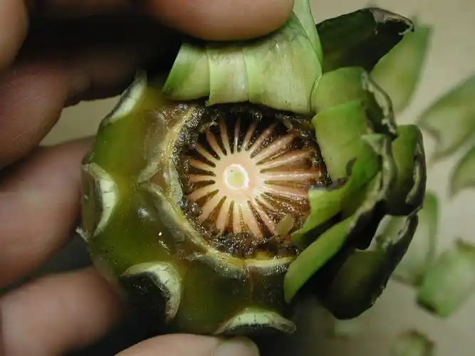 睡不著的睡莲—齿叶睡莲果实(1)