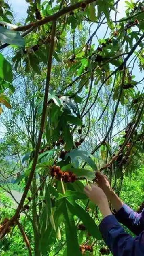 这棵七指毛桃成精了