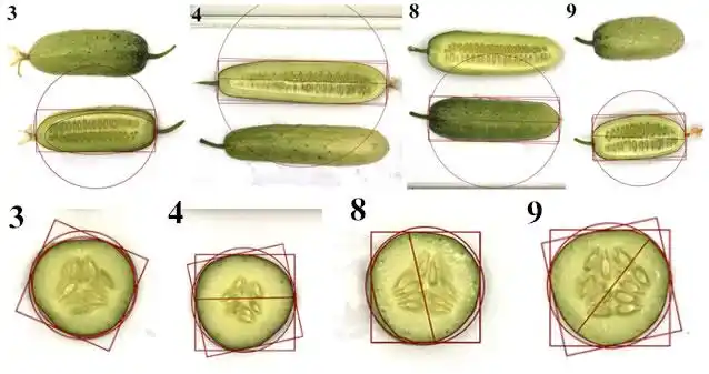 不同品种黄瓜的纵切及横切图像处理结果>> 蔬菜——番茄   对果实进行
