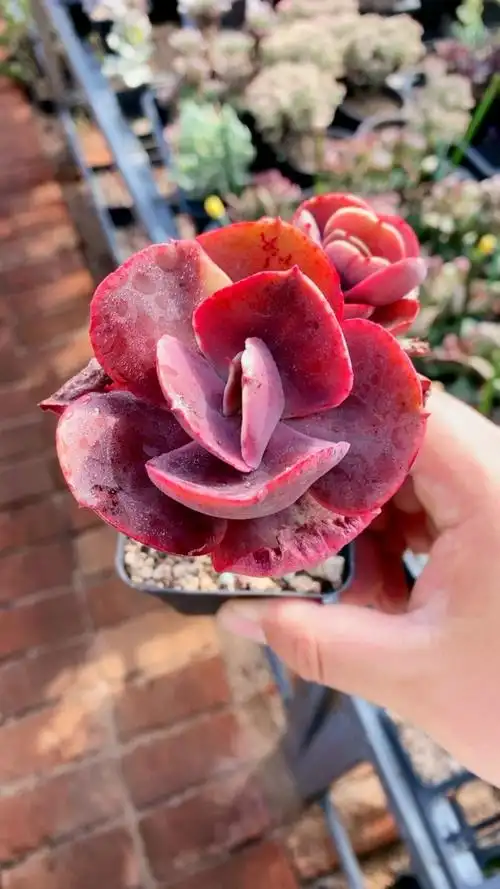 大叶秀妍双头老桩