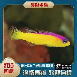 双色草莓 印尼 紫背 海水观赏鱼 定水快递包活 珊瑚鱼缸 海邻水族