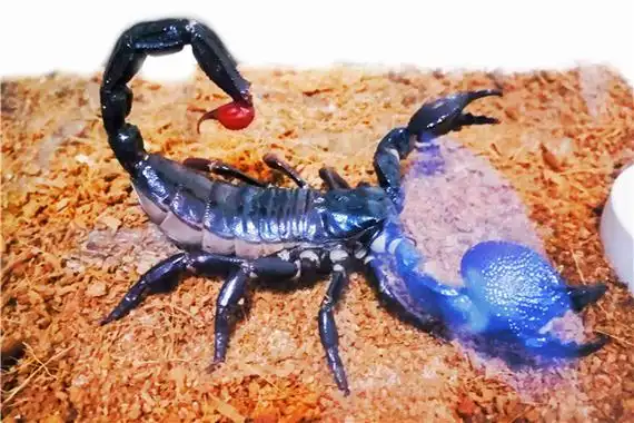帝王蝎的身体构造仍保留与许多蝎子相同的结构,背部:由一片漆黑且平滑