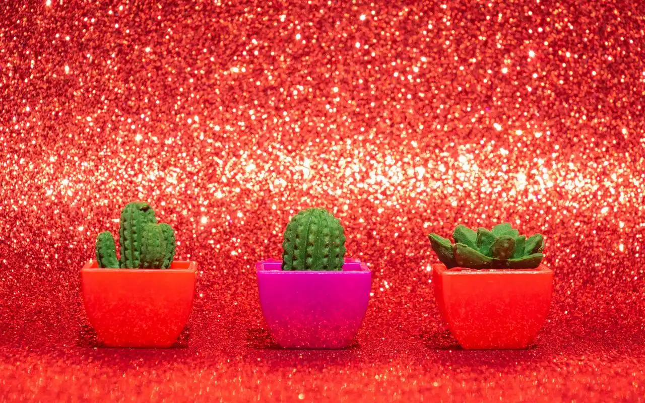 精致好看的仙人掌盆栽图片桌面壁纸