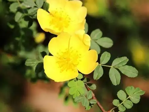 单瓣黄刺玫花图片 单瓣黄刺玫图片 单瓣黄刺玫植物图片