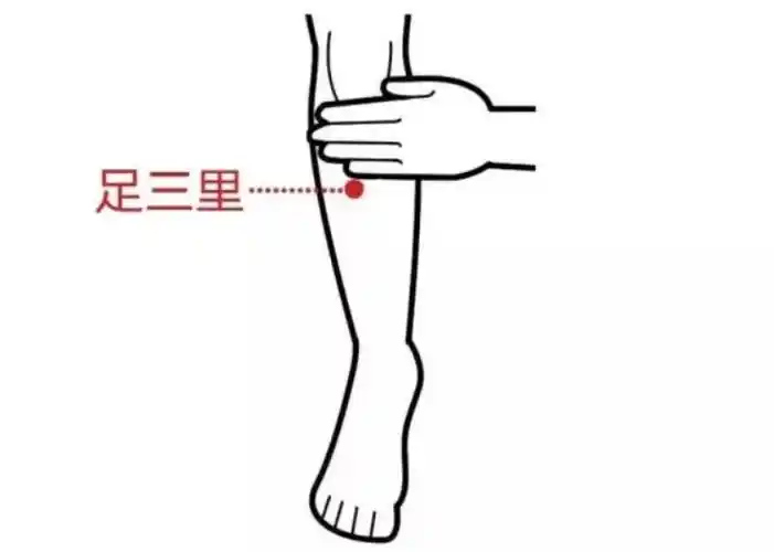 足三里的准确位置图片 按足三里的禁忌-徐拾记官网