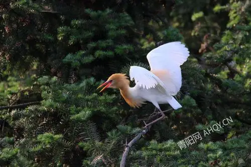 图说青阳(17):百花村民爱飞鸟