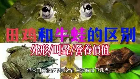 田鸡和牛蛙的区别:从外形,叫声到营养价值