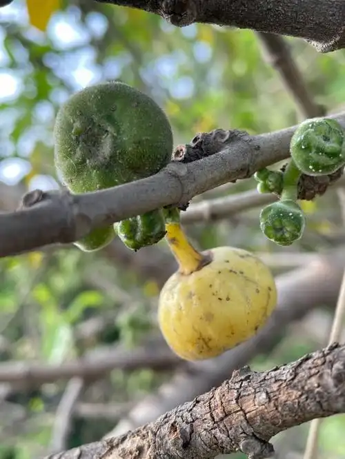 成熟对叶榕黄色的果