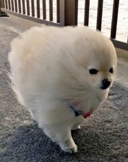 今天的风好大 你那里刮风了吗?