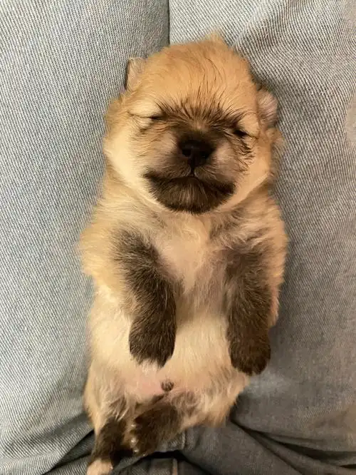 博美小奶狗15天