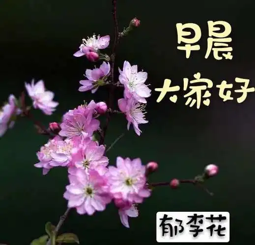 大家早上好图片