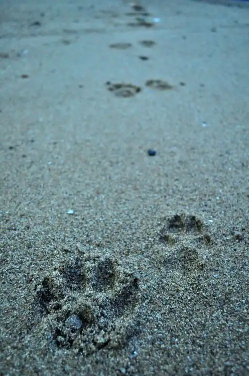 狗狗的脚印.