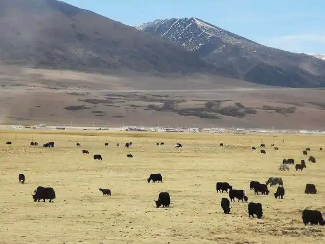 满山坡的牦牛群.