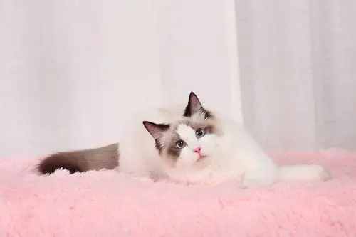 宠物摄影布偶猫公主名叫不点