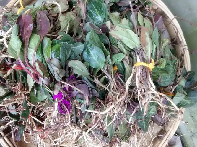 贵州鹿含500克新鲜农产品苗家草药紫背衔草鹿寿其他药食同源食品