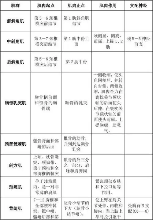 人体肌肉的起止点