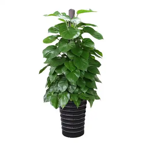 芳心草绿萝盆栽成都植物室内大型绿植办公室大绿萝吸甲醛客厅大盆