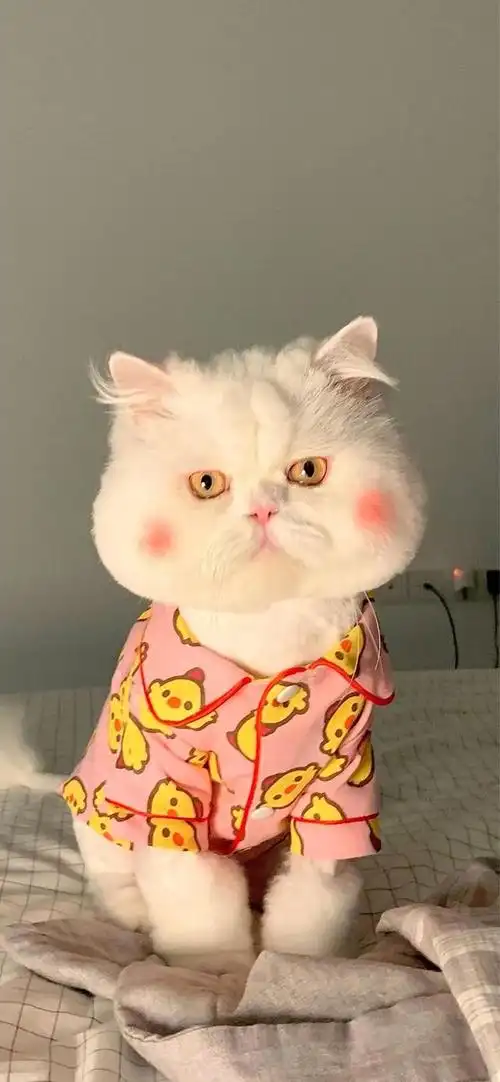 超级好看的腮红猫球球子壁纸!