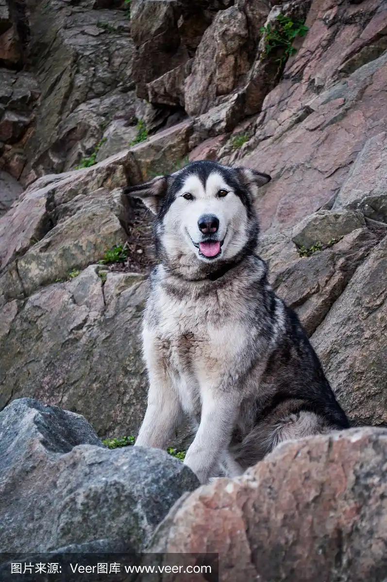 微笑的阿拉斯加雪橇犬就像山中的狼
